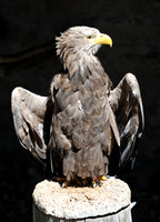 Vögel